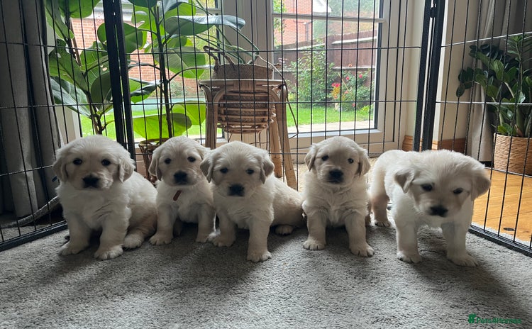 Golden Retriever dogs - Advert 1