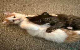 Persian cats for sale: x2 Persian Kitten for sale - Image 5