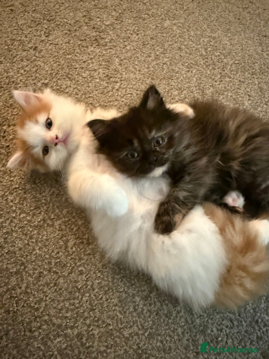Persian cats for sale: x2 Persian Kitten for sale - Image 5