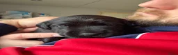 Labrador Retriever dogs for sale: Black Labrador Puppies in Swadlincote - Advert 4