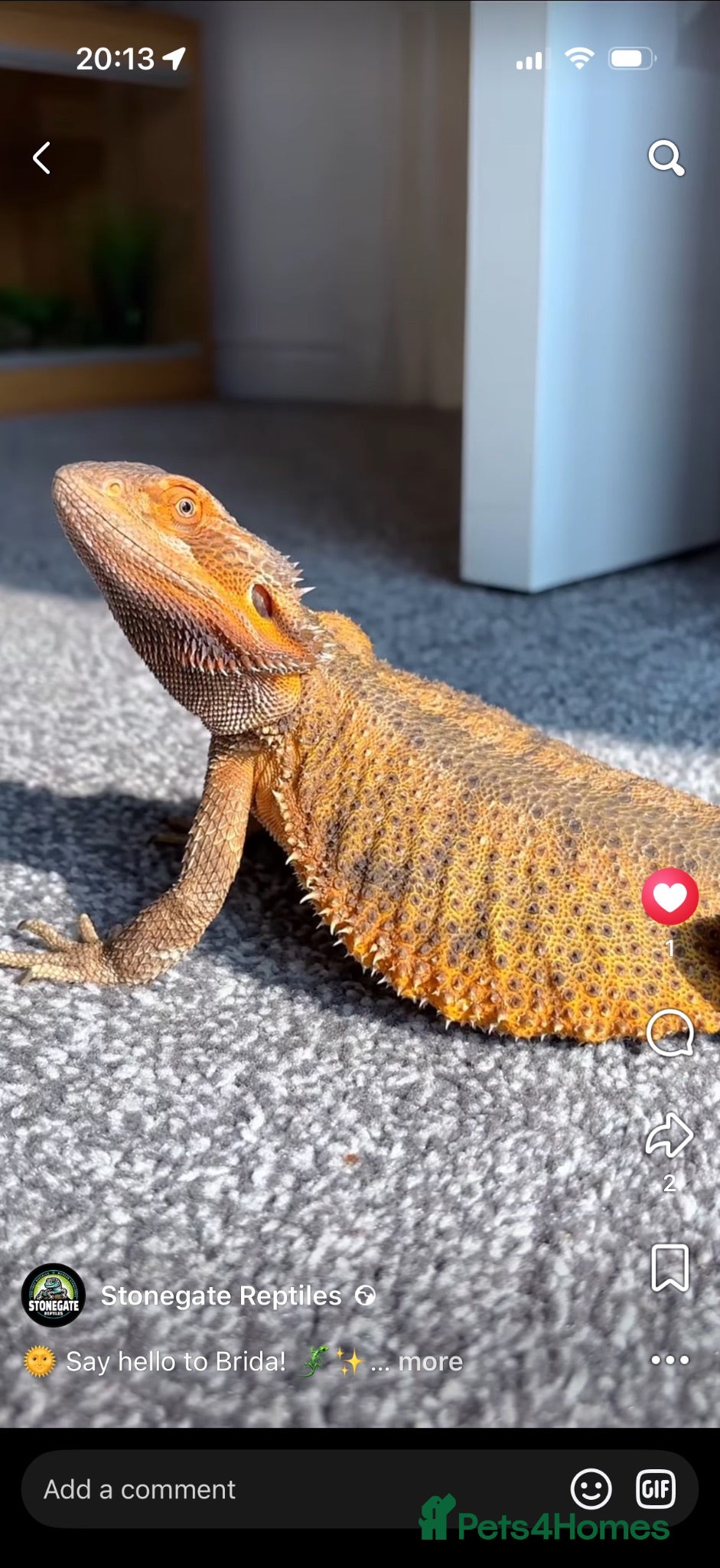 Boa Snake reptiles 2 year old female bearded dragon Beautiful+ set up - Advert 12