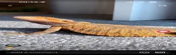 Boa Snake reptiles for sale: 2 year old female bearded dragon Beautiful+ set up - Advert 1