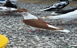 Pigeons birds for sale: Pigeons - Image 15