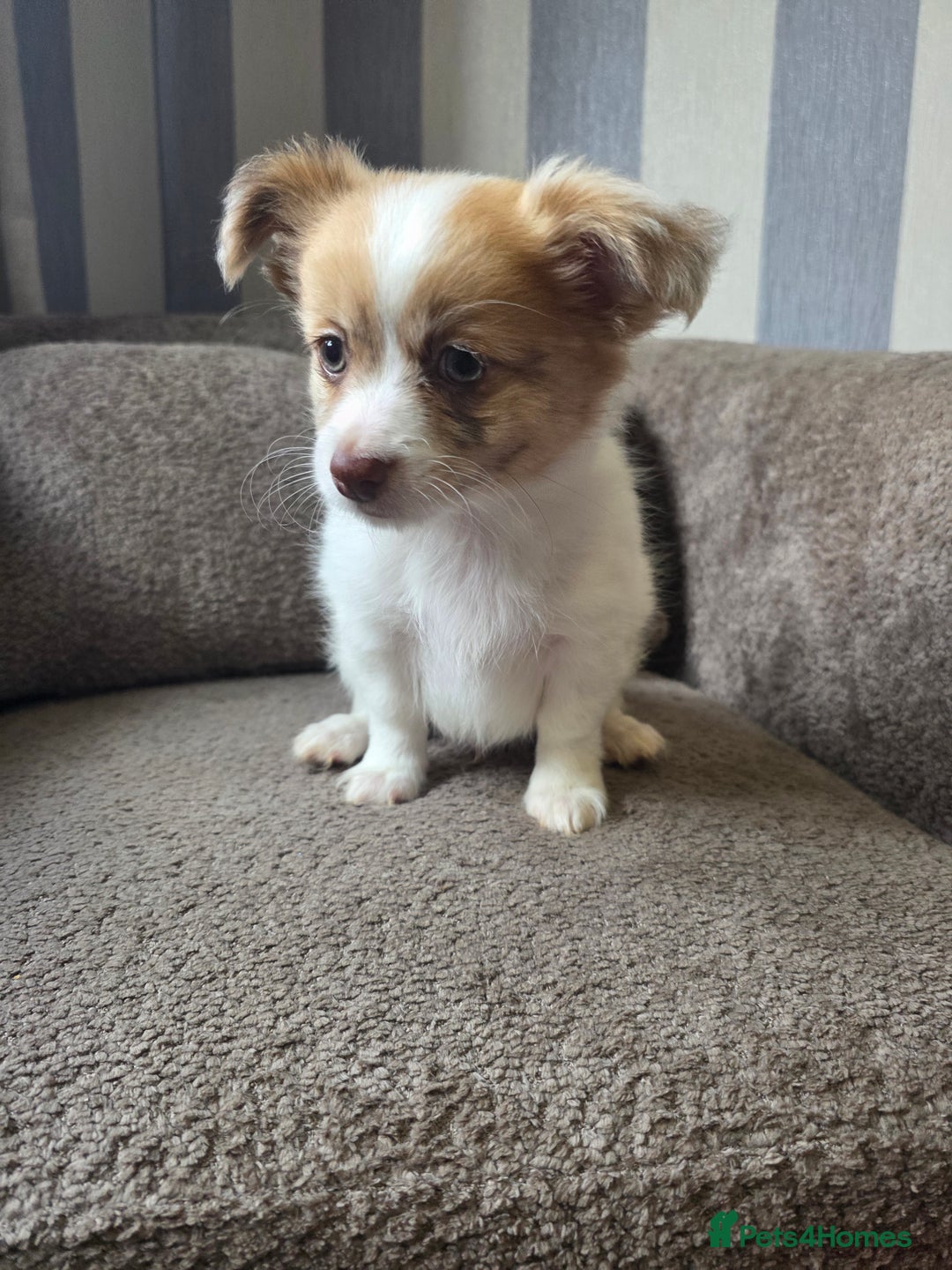 Pomchi dogs for sale: Last remaining Pomchi boy. - Advert 3