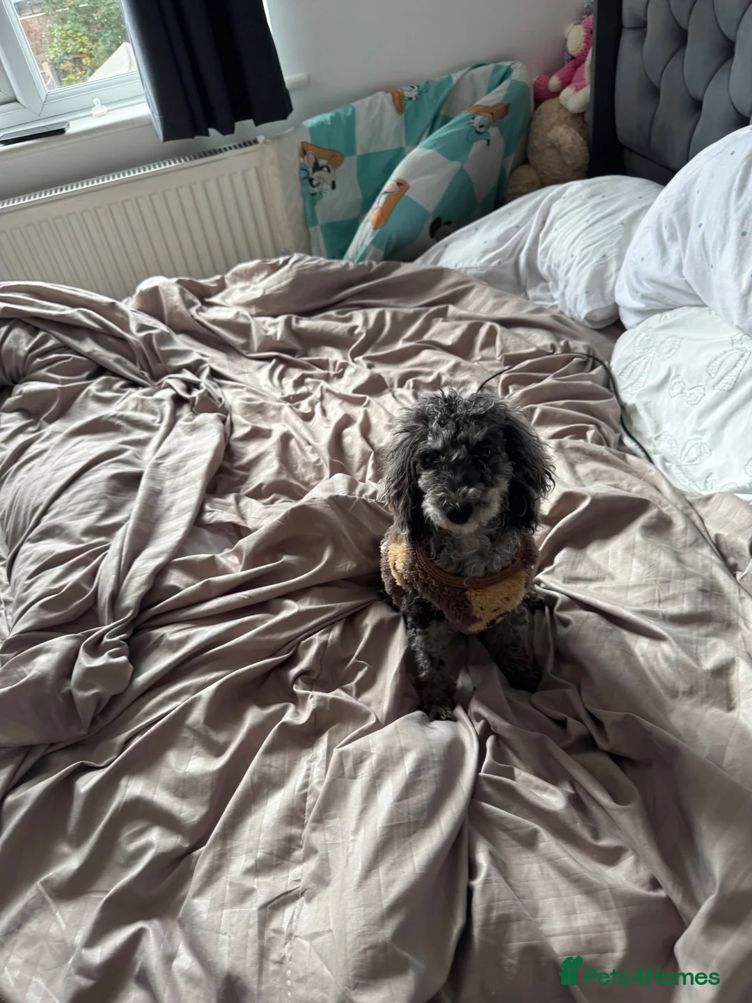 Miniature Poodle dogs for sale: Final price drop  - Advert 12