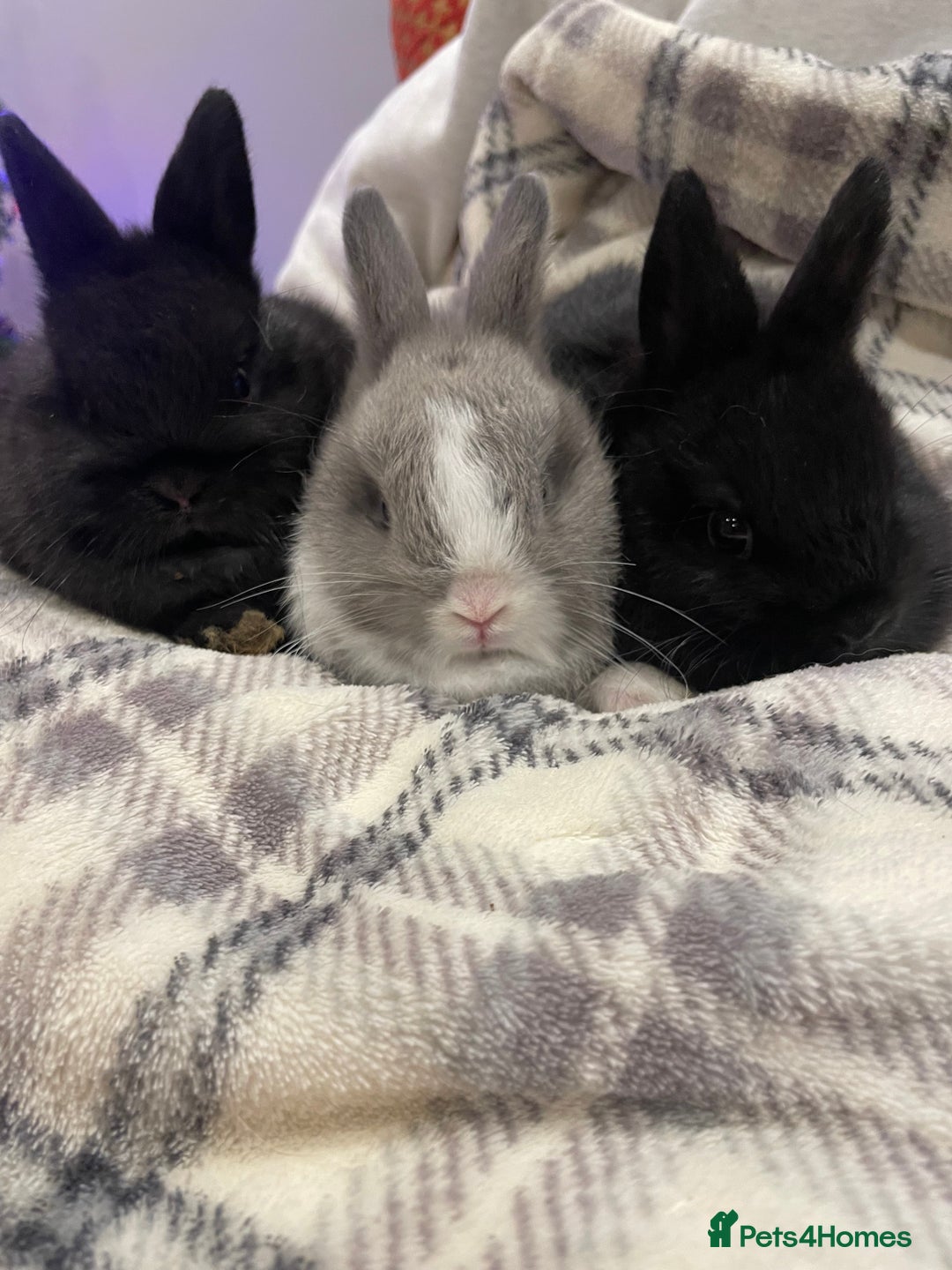 Netherland Dwarf rabbits for sale: Pure Bred Netherland Dwarf Baby Rabbits - Advert 4