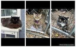 Persian cats for sale: Persian exotic cats - new homes needed - Image 1