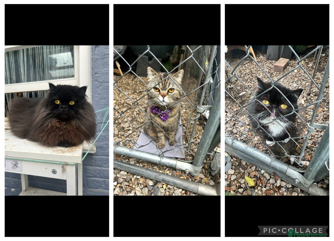 Persian cats for sale: Persian exotic cats - new homes needed - Image 1