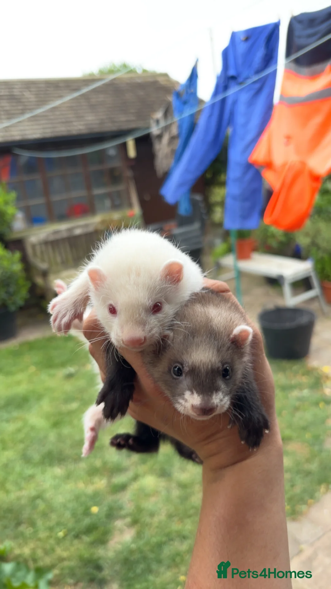 Ferret rodents for sale: Ferret kits  in Tadcaster - Advert 4