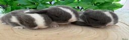 Mini Lop rabbits for sale: Pure bred miniature lop bunnies - Advert 2