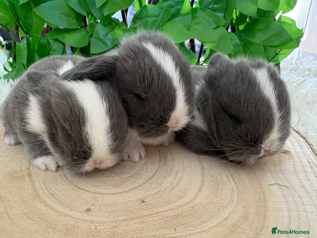 Mini Lop rabbits for sale: Pure bred miniature lop bunnies - Advert 2