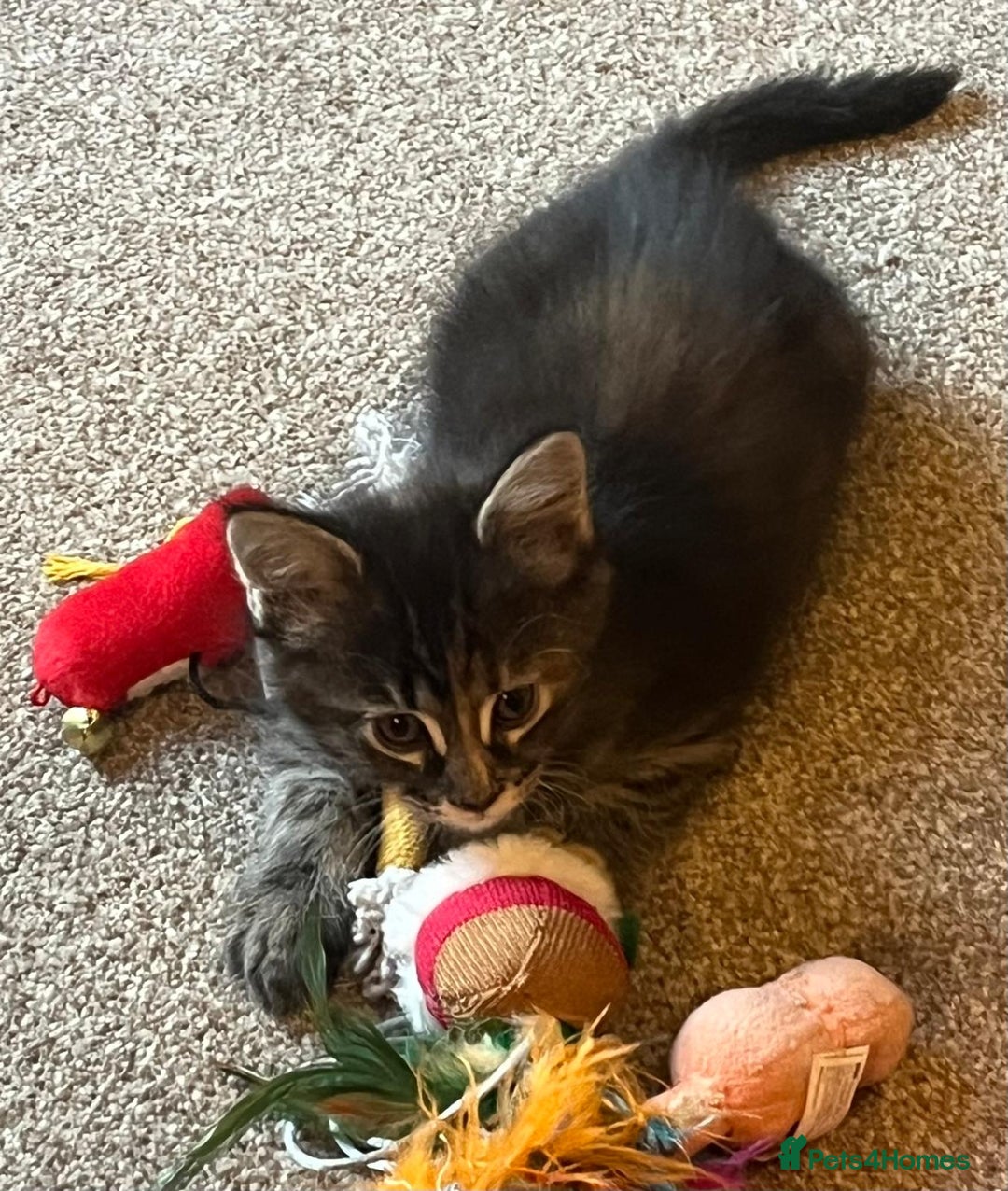 Maine Coon cats for sale: Beautiful Pedigree Main Coon Kittens - Advert 39