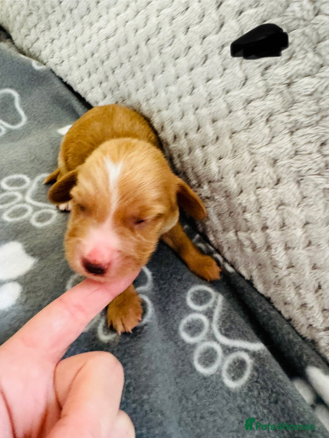 Cocker Spaniel dogs for sale: Red Cocker Spaniel Puppies - Image 21