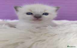 Ragdoll cats for sale: Adorable Ragdoll kittens - Image 22