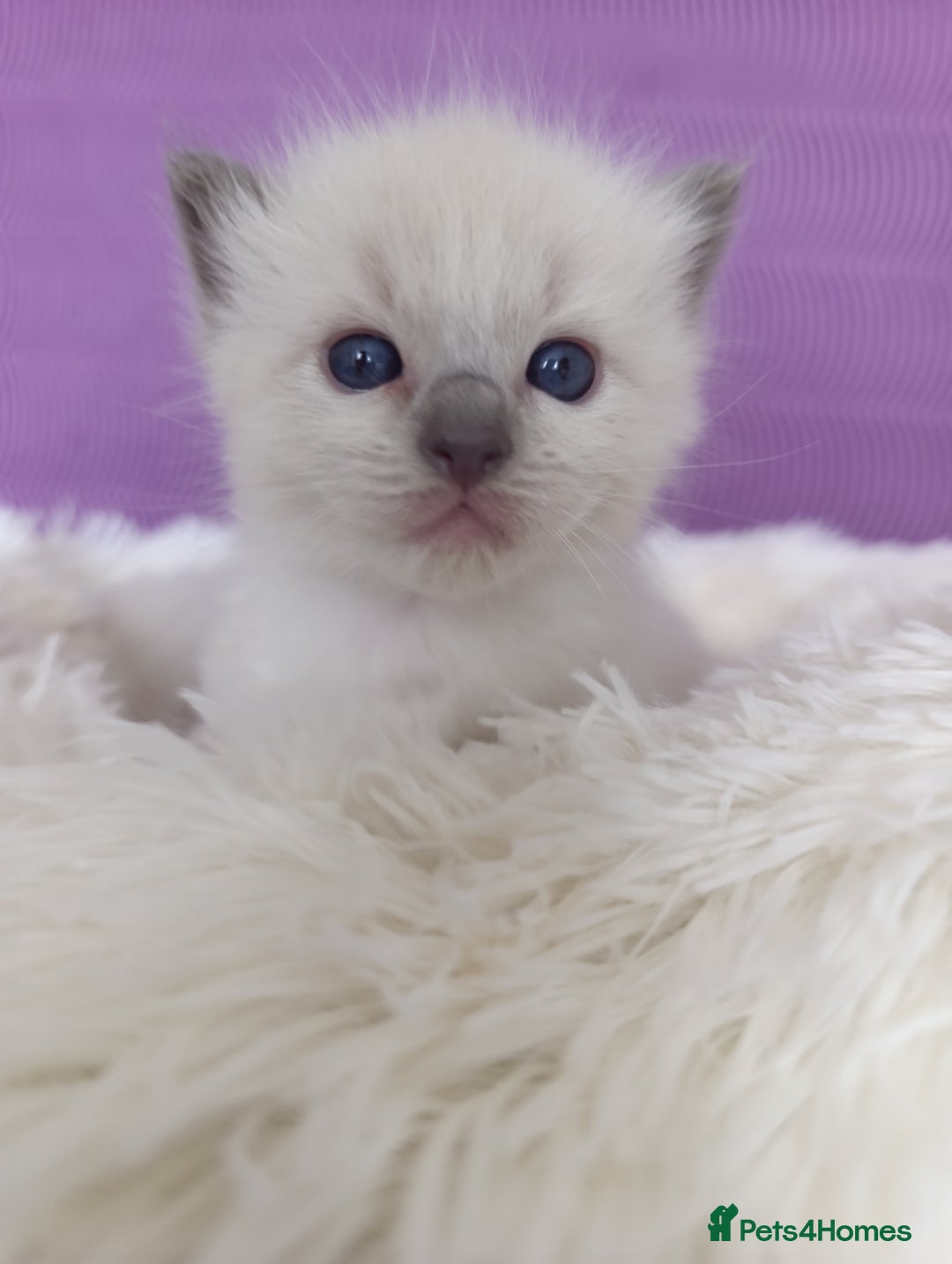 Ragdoll cats for sale: Adorable Ragdoll kittens - Image 22