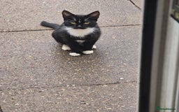 British Longhair cats for sale: Beautiful flabby boy - Please read  - Image 2