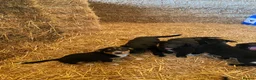 Mixed Breed dogs for sale: Border Collie X puppies  - Advert 4