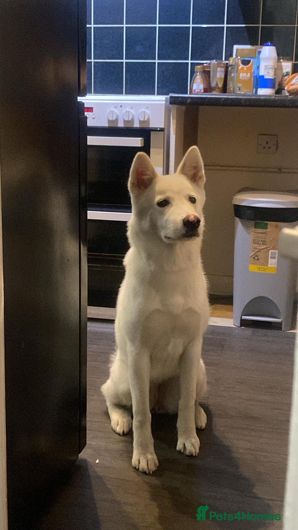 Mixed Breed dogs White Female Akita - Advert 3