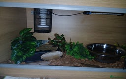 Python Snake reptiles for sale: Butter Special Royal Python w/Full Setup  - Image 3