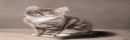 British Shorthair cats for sale: Stunning half Main Coon kitten ready for new home - Advert 11