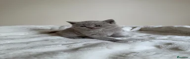 British Shorthair Kitten 4