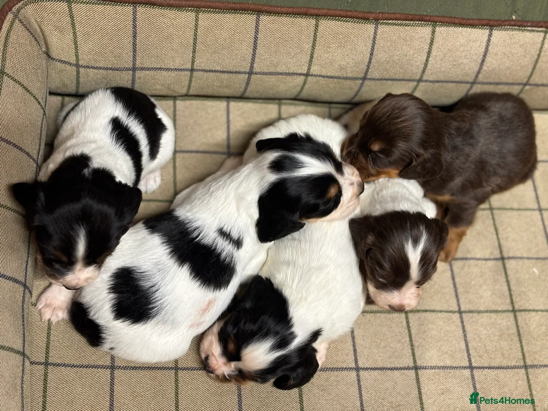 Cocker Spaniel dogs for sale: Stunning Cocker Spaniel Puppies  - Advert 14