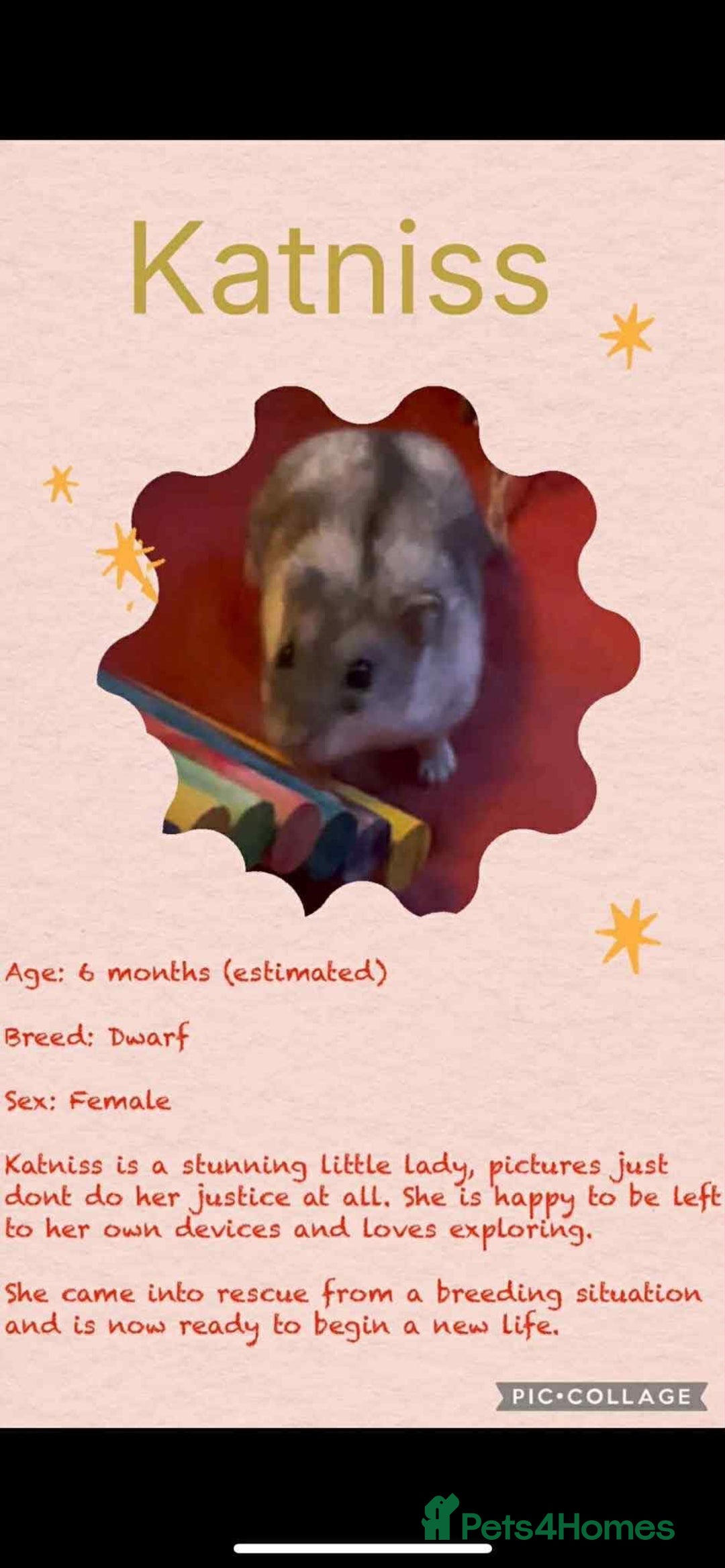Hamster rodents for sale: Hamsters for adoption  - Image 4