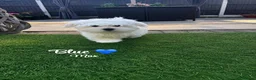 Maltese dogs for sale: Adorable Maltese Puppies for Sale - Advert 32