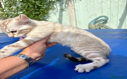 Savannah cats for sale: Superb snow leopard boys - Image 17
