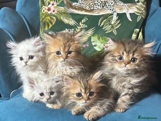 Persian cats - Advert 28