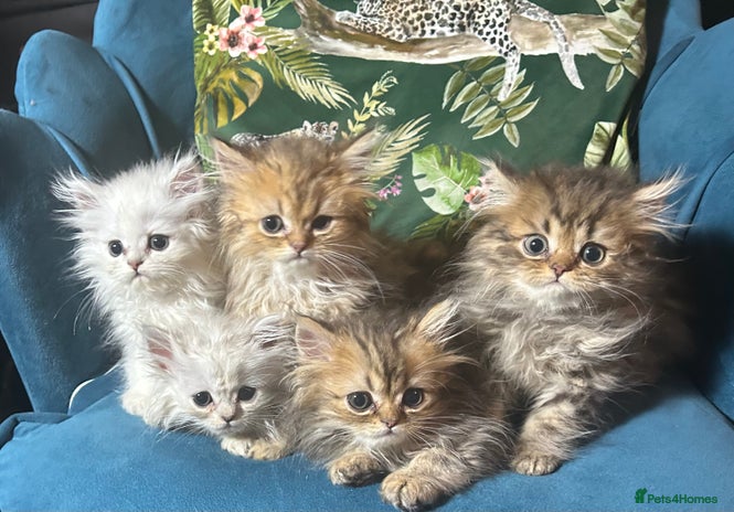 Persian cats - Advert 6