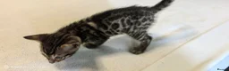 Bengal cats for sale: Little Bengal babies  - Advert 10