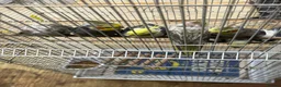 Cockatiels birds for sale: URGENT Mixed Litter Cockatiels - Advert 3