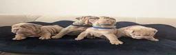 English Bulldog dogs for sale: Gorgeous English Bulldogs  - Advert 3