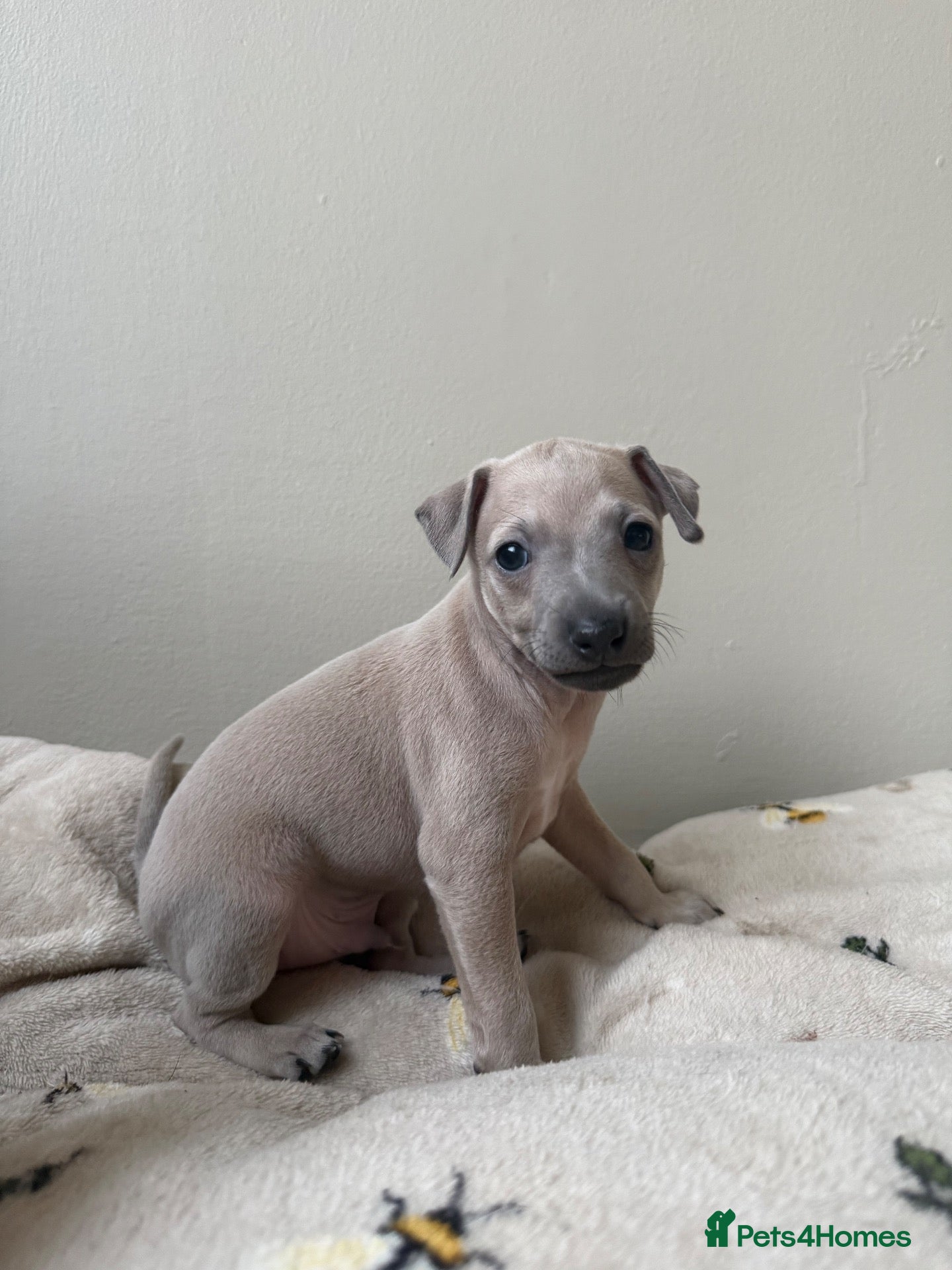Italian Greyhound dogs KC Reg fawn male Italian greyhound READY NOW - Advert 17