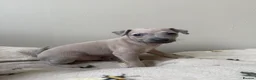 Italian Greyhound dogs for sale: KC Reg fawn male Italian greyhound READY NOW - Advert 3