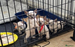 Siamese cats for sale: Four gorgeous girls - Image 7