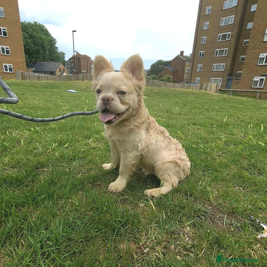 French Bulldog dogs for stud: ✨ Elite Fluffy Merle Husky Stud Available ✨ - Advert 3