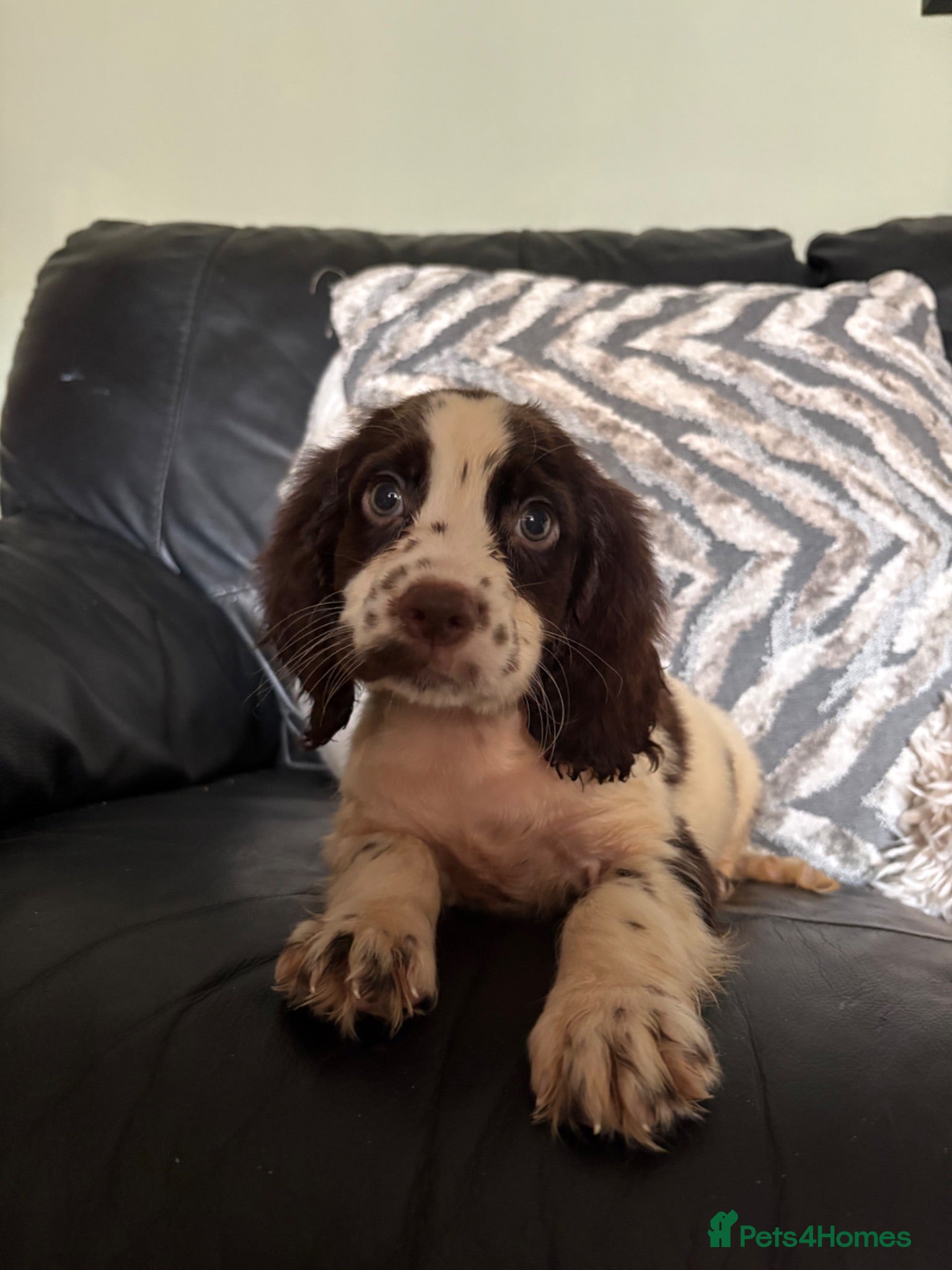 Cocker Spaniel dogs Lovely cockerspaniel pups - Advert 1