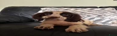 Cocker Spaniel 1
