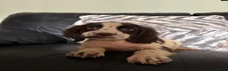 Cocker Spaniel dogs for sale: Lovely cockerspaniel pups - Advert 1