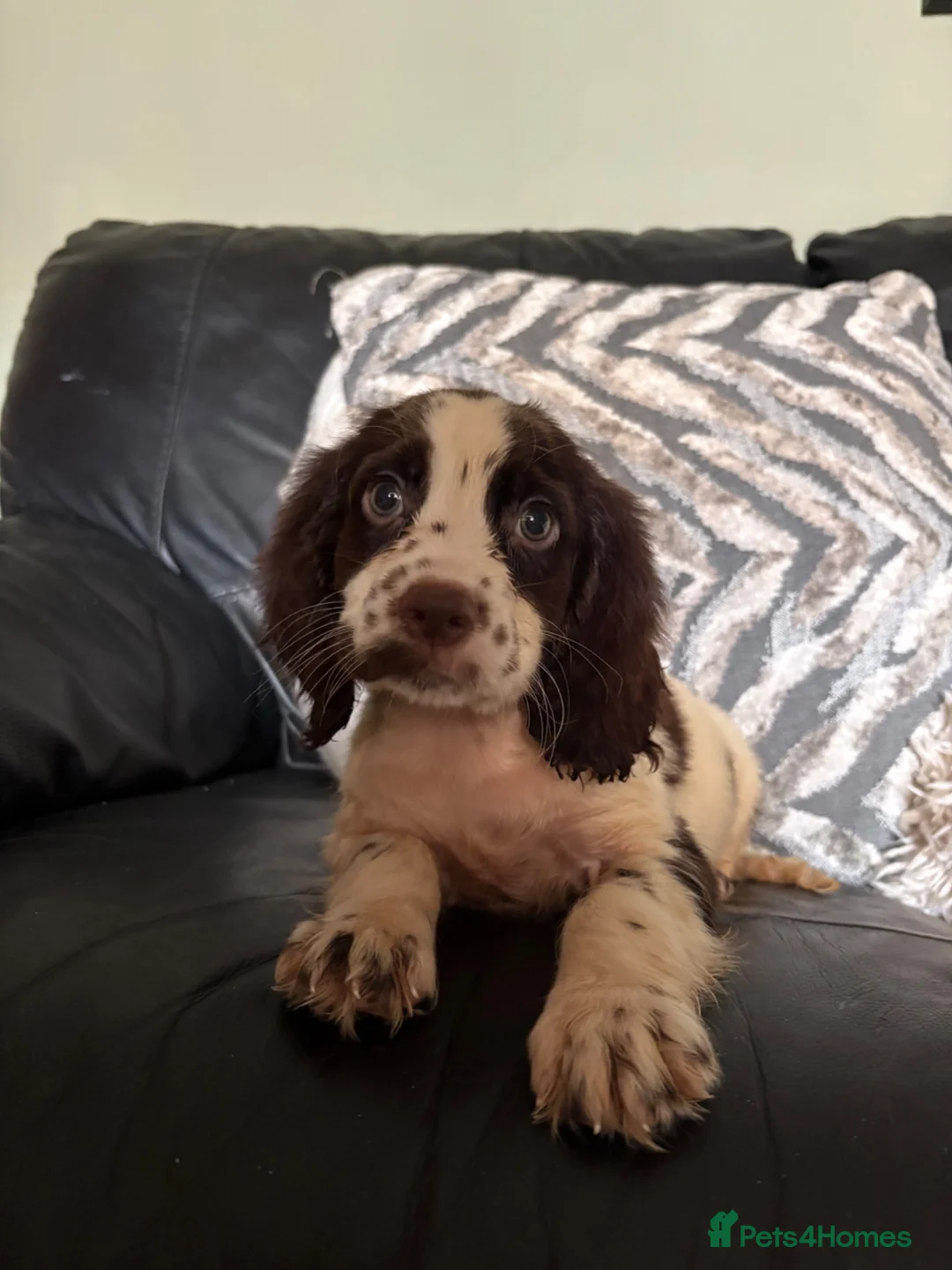 Cocker Spaniel dogs for sale: Lovely cockerspaniel pups - Advert 1