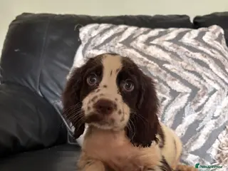 Cocker Spaniel dogs Lovely cockerspaniel pups - Advert 1