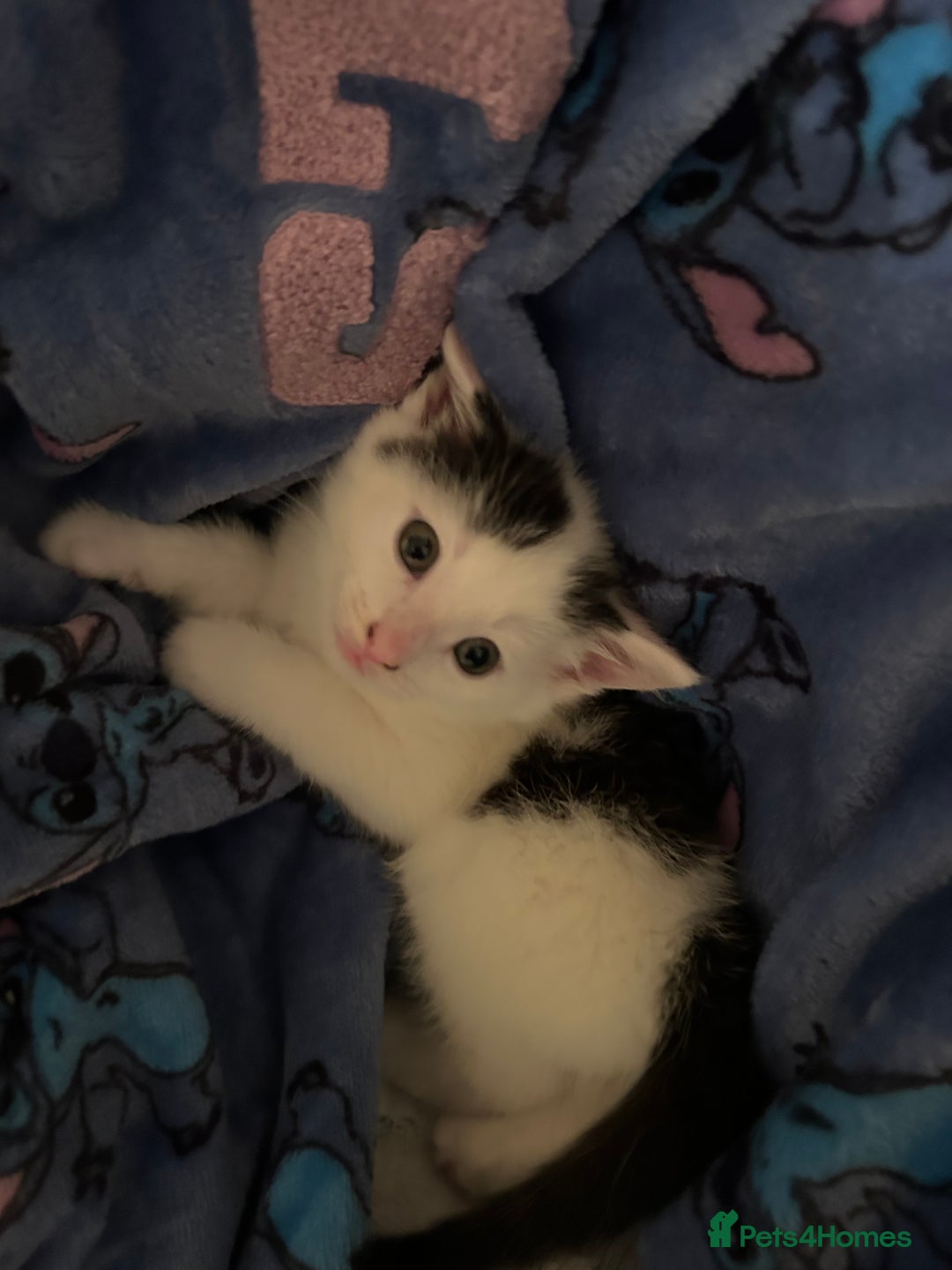 Norwegian Forest Cat cats for sale: Female kitten for sale  - Advert 3