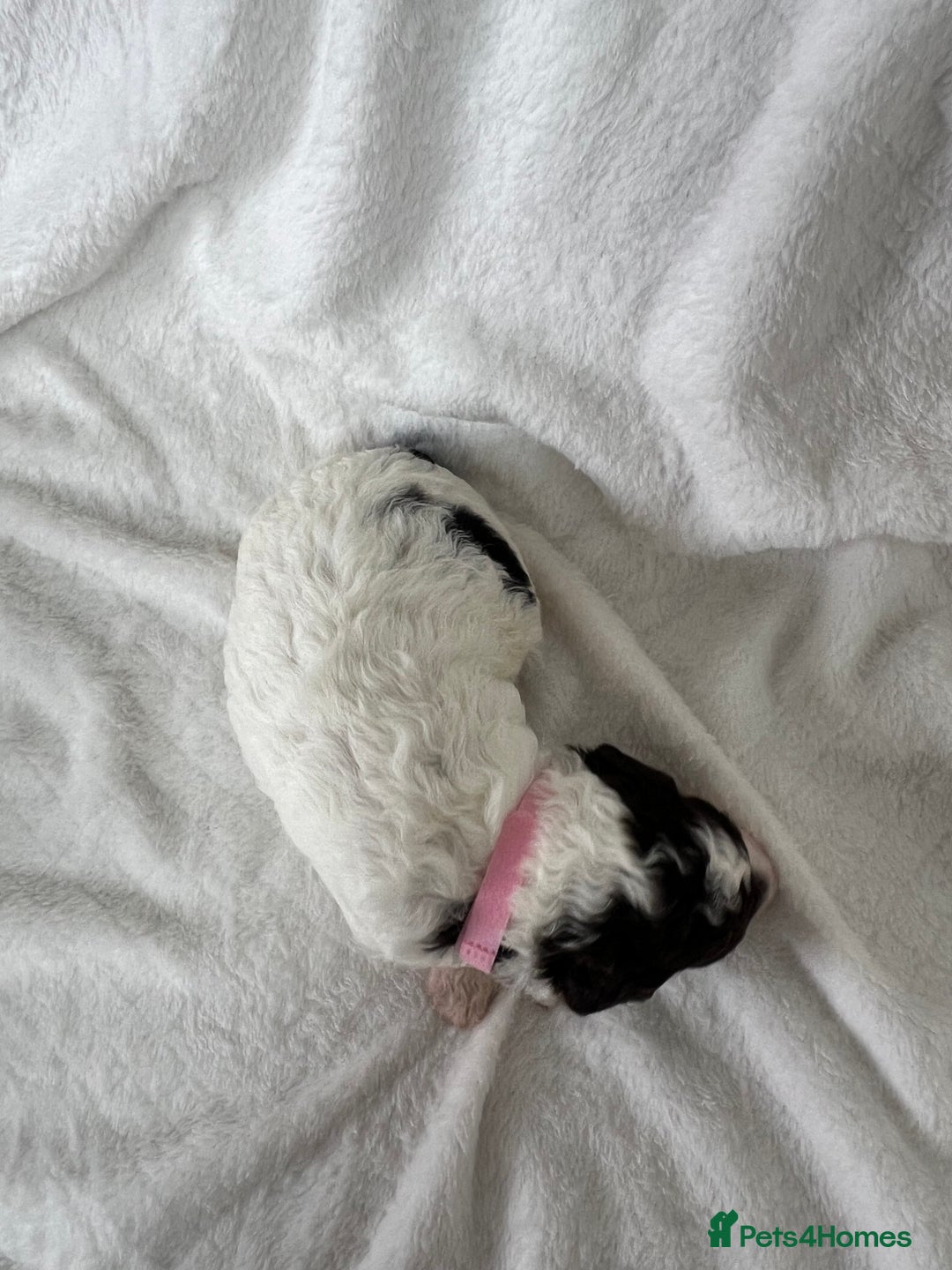 Goldendoodle dogs for sale: Beautiful litter of Goldendoodles  - Image 30