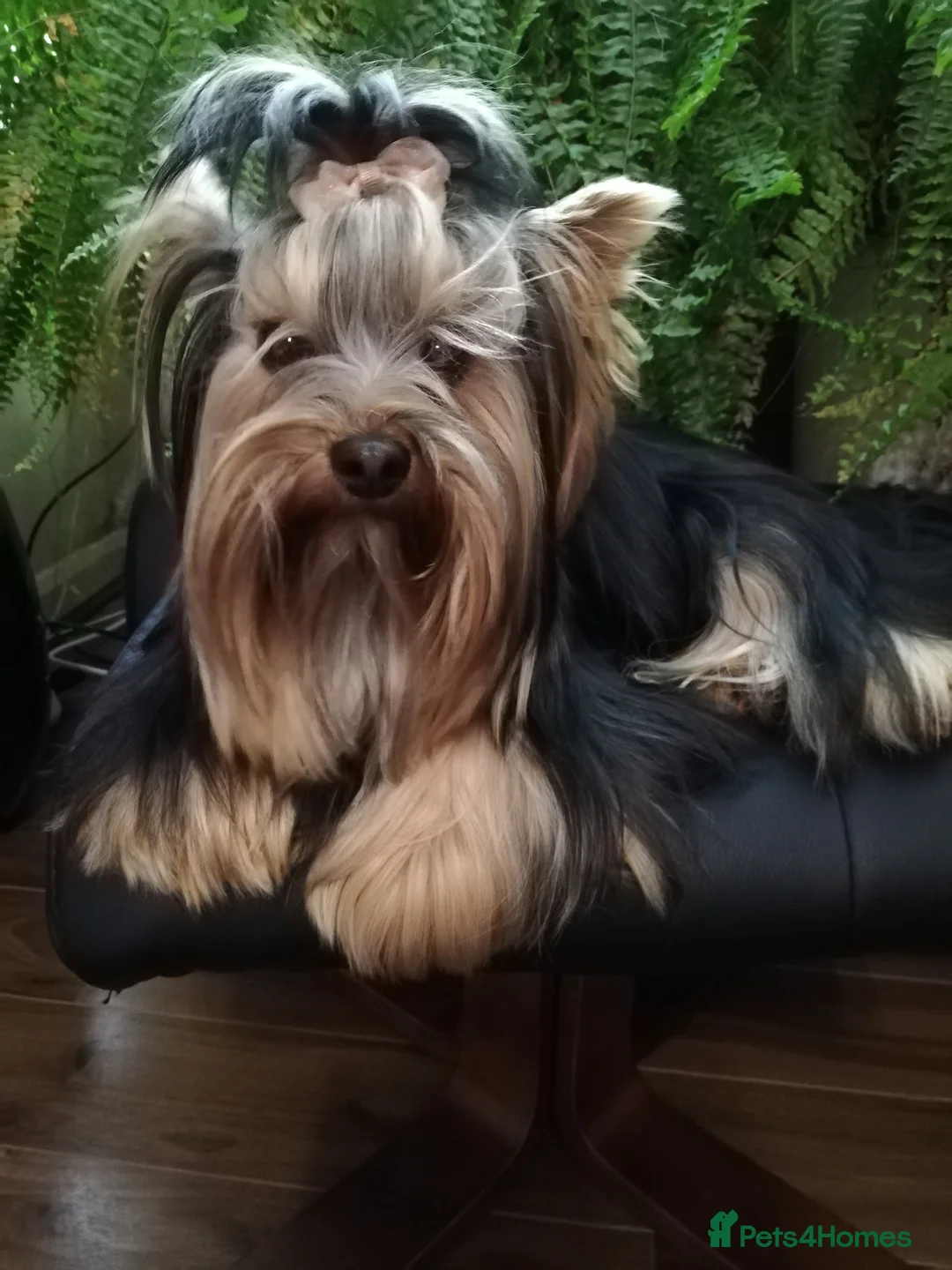 Yorkshire Terrier dogs for stud: Pedigree Yorkshire terrier for STUD only in Hull - Advert 6