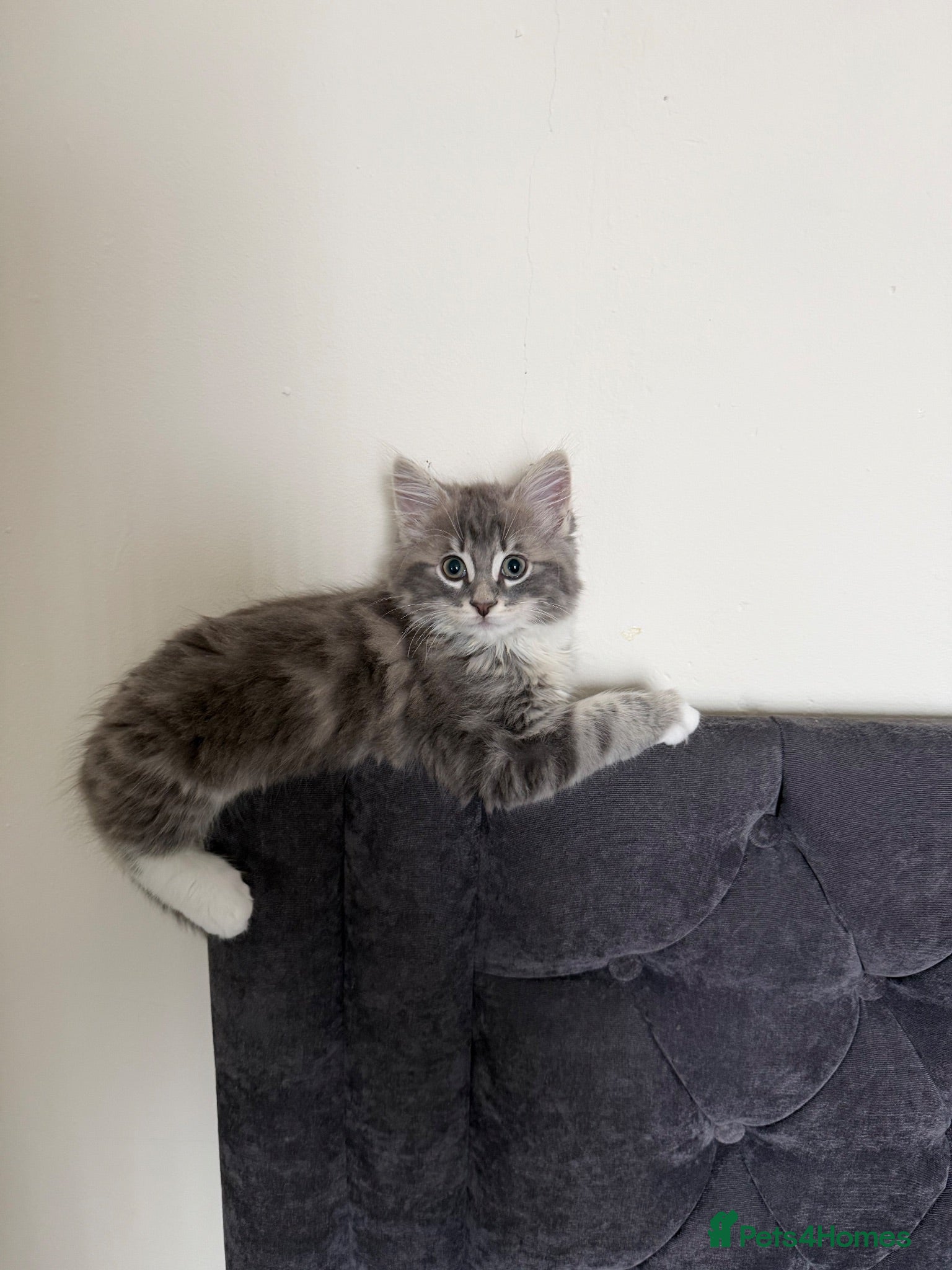 Mixed Breed cats Male Fluffy grey cat  - Advert 2