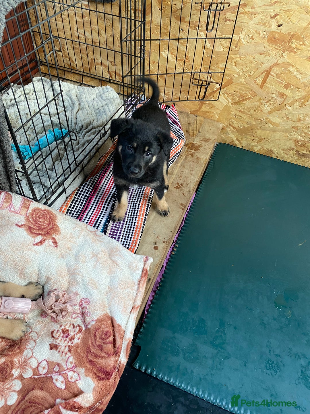 German Shepherd dogs for sale: Outstanding German shepherd pups  - Advert 18