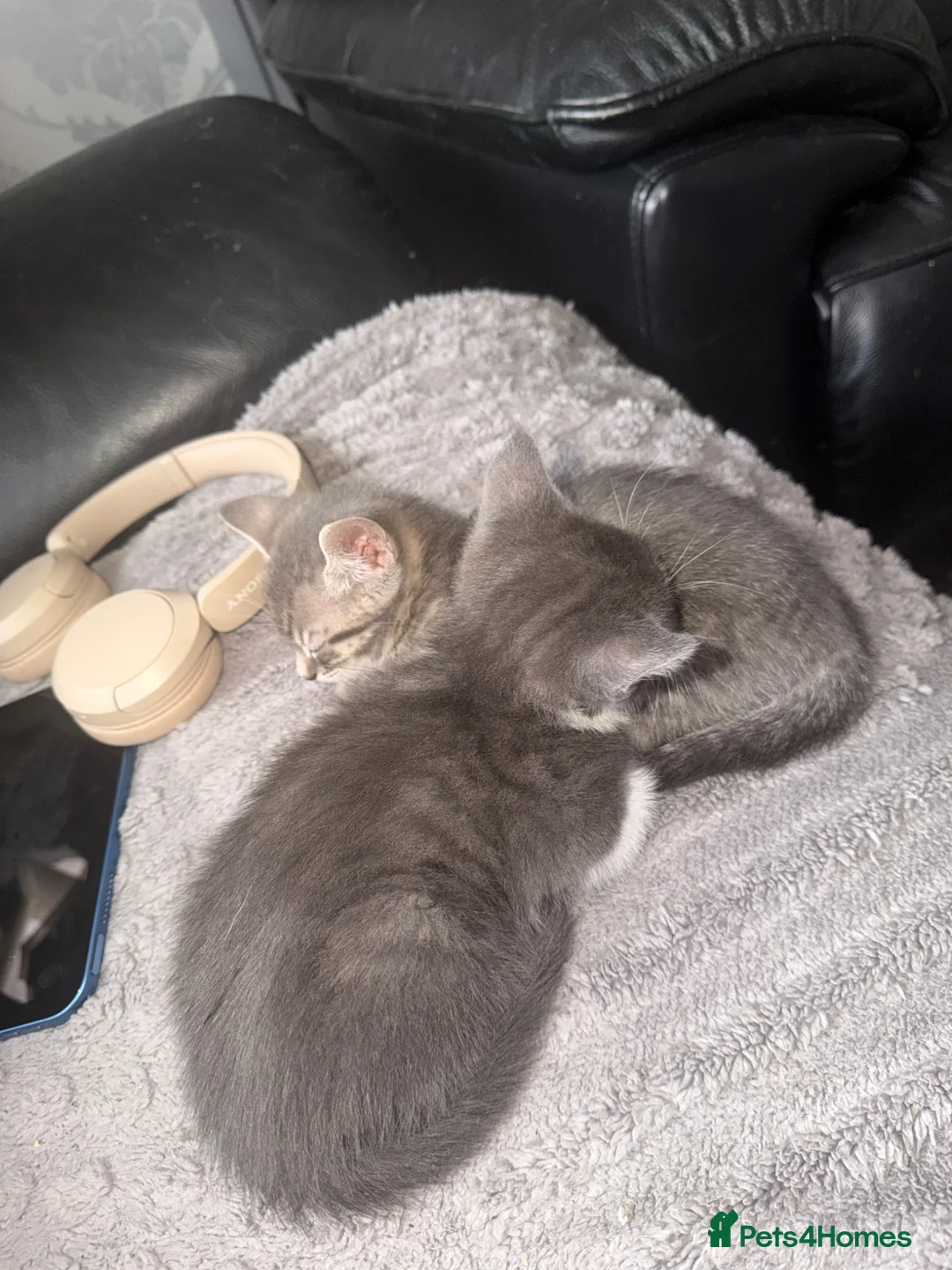 British Shorthair cats for sale: 2 kittens for sale 1male 1 female  - Advert 28