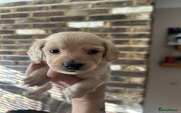 Miniature Dachshund dogs for sale: long haired miniature dachshund puppies - Image 1